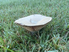 Lactarius deliciosus