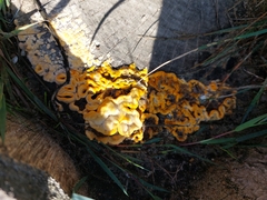 Phlebia radiata