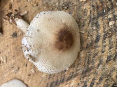 Lepiota ignivolvata