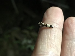 Monopis icterogastra