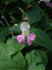 Impatiens balfourii