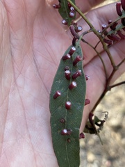 Apiomorpha strombylosa