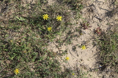 Gorteria piloselloides