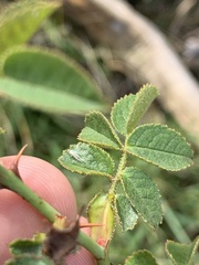 Rosa rubiginosa