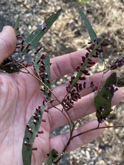 Apiomorpha strombylosa