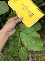 Hamamelis