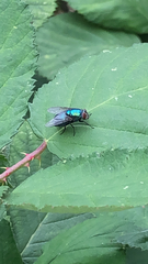 Chrysomya megacephala