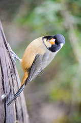 Saltator aurantiirostris