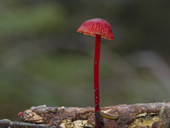 Cruentomycena viscidocruenta