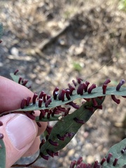 Apiomorpha strombylosa