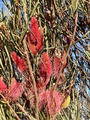 Hakea francisiana