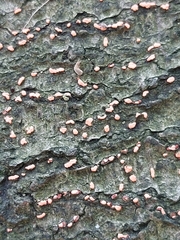 Nectria cinnabarina