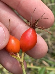 Rosa rubiginosa
