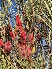 Hakea francisiana