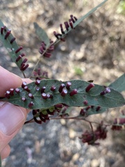 Apiomorpha strombylosa