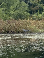 Botaurus lentiginosus