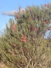 Hakea francisiana