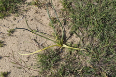 Ornithogalum
