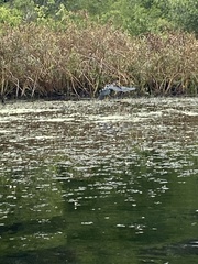 Botaurus lentiginosus