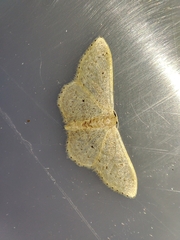 Idaea eugeniata