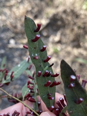 Apiomorpha strombylosa