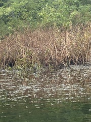 Botaurus lentiginosus