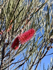 Hakea francisiana