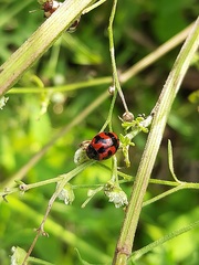 Coccinella transversalis