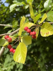 Crataegus