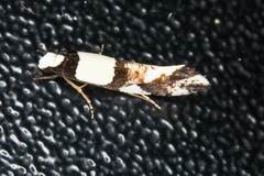 Monopis icterogastra