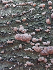Hypoxylon fragiforme