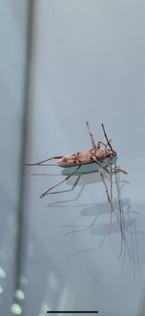 Coeleburia concisispinis