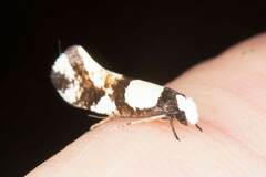 Monopis icterogastra