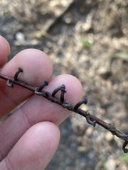 Apiomorpha strombylosa