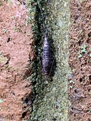 Archaeognatha