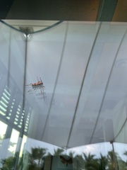 Eburia concisispinis