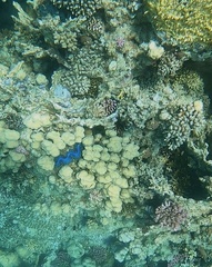 Tridacna maxima