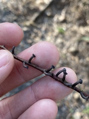 Apiomorpha strombylosa