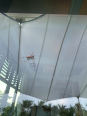 Eburia concisispinis