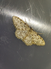 Idaea cervantaria