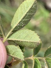 Rosa rubiginosa