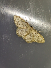 Idaea cervantaria