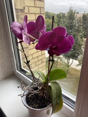 Phalaenopsis