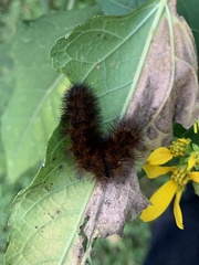 Pyrrharctia isabella