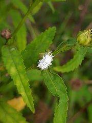 Cryptolaemus