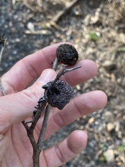 Apiomorpha strombylosa