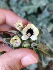 Hyoscyamus albus