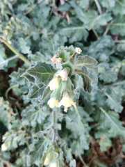 Hyoscyamus albus