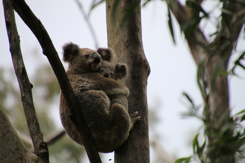 Koala, photo 7 of 9
