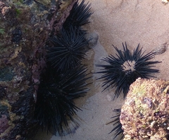 Stomopneustes variolaris